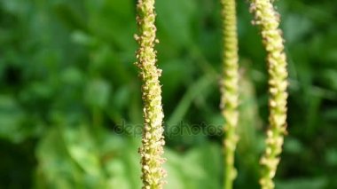 Çiçek açması büyük muz veya dar önemli bir tıbbi bitki olarak kullanılır. HD statik kamera çekim video.