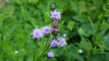 Sürünen thistle veya pembe ekmek-thistle. Bloosoming Cirsium arvense kapatmak video görüntüleri