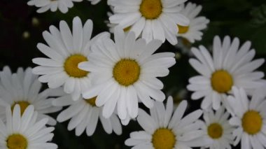 Papatyalar Flowerbed üzerinde büyüyen. HD video görüntüleri statik kamera.