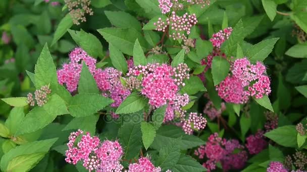 Bush van de bloeiende spirea Japans in de wind. Videobeelden. — Stockvideo