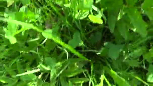 Grama verde com flores no verão movimento de campo câmera subjetiva imagens de fechamento . — Vídeo de Stock