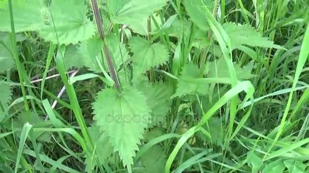 Ortie en fleurs dans la brise du vent d'été. Panorama de bas en haut, caméra de mouvement . — Video