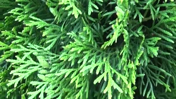 백색 삼목 Thuja occidentalis 분기 합니다. Hd 영상 steadicam 모션 카메라 촬영. — 비디오