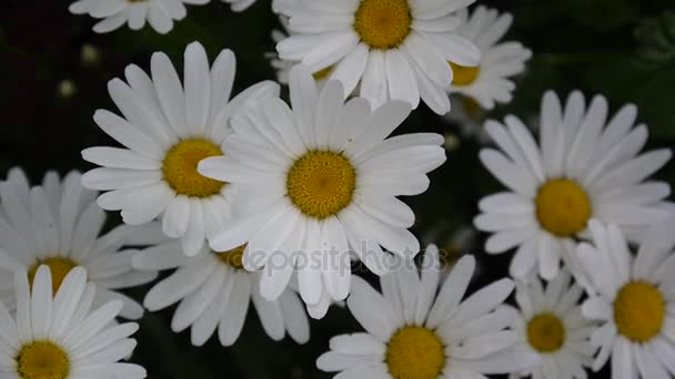 Papatyalar Flowerbed üzerinde büyüyen. HD video görüntüleri statik kamera. — Stok video