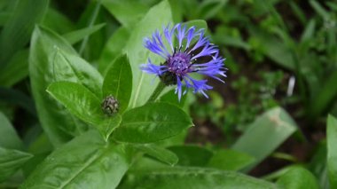 Kır çiçeği peygamberçiçeği rüzgarda. Centaurea montana.