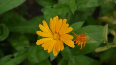 Calendula çiçek, tıbbi bitki. Calendula officinalis. Video görüntüleri.
