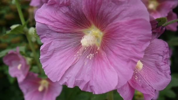Kwitnący Alcea malwy w lecie — Wideo stockowe