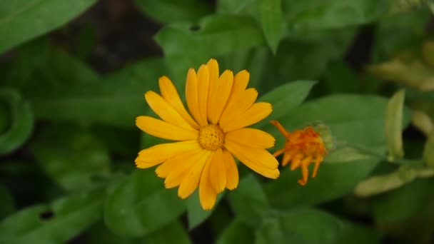 Calendula blomma, medicinalväxt. Calendula officinalis. Videofilmer. — Stockvideo