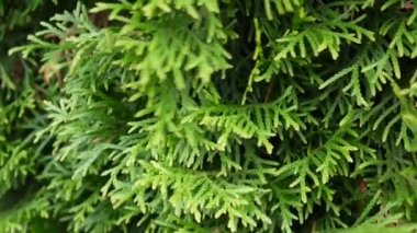 Beyaz sedir Mazı occidentalis dalları. Statik kamera çekim Hd video görüntüleri.