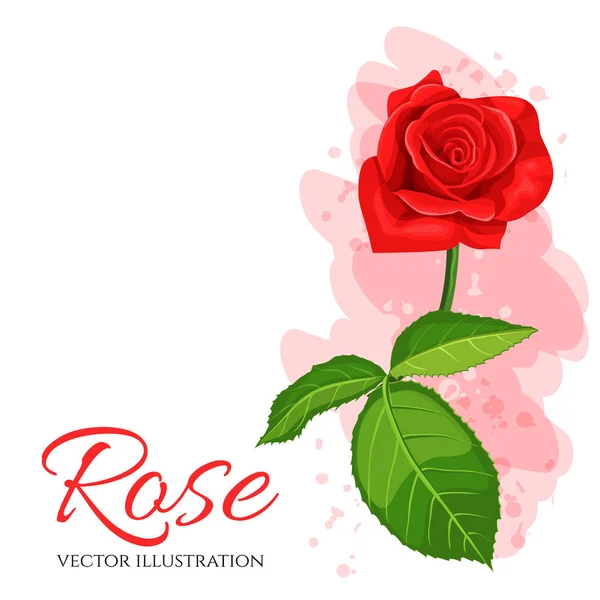 Illustration vectorielle rose rouge isolée sur fond blanc . — Image vectorielle