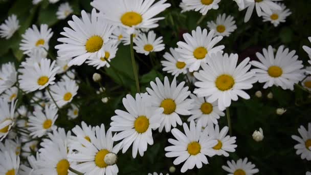 Margaritas creciendo en el macizo de flores — Vídeos de Stock