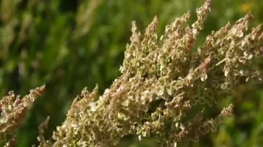 Yabani. Vahşi kuzukulağı alanında çiçeklenme. Statik kamera çekim.