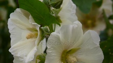 Yaz aylarında çiçek açan Hollyhocks Alcea. HD video statik kamera.