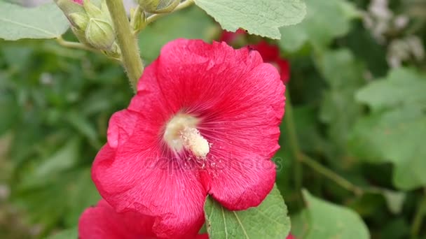 Bloeiende Hollyhocks kaasjeskruid in de zomer — Stockvideo