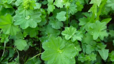 Yeşil Alchemilla vulgaris bitki nem ile. Ortak hanımefendi göndermek manto Avrupa'da otsu bir bitki var. Görüntüleri statik kamera kapatın.
