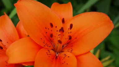Turuncu bitki lilyum bulbiferum yakın çekim Hd ayak - otsu tiger lily çiçek video detayları