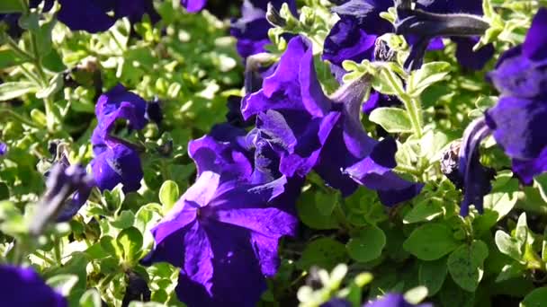 Paarse Petunia's zwaaiend in de wind — Stockvideo