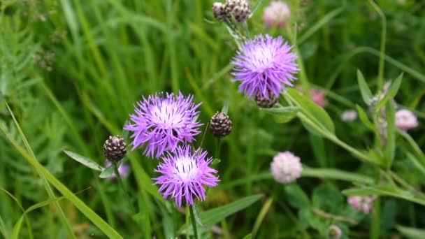 Сорняки Медоу. Цветок ящерицы Centaurea на летнем поле — стоковое видео