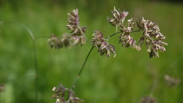 Piede Cocksfoot Dactylis glomerata nel campo . — Video Stock