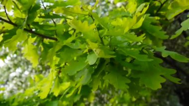 Yeşil taze meşe yaprakları Rüzgar. Statik kamera kapatma.