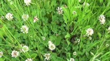 Beyaz yonca flover alanında. HD video çekim Hd video görüntüleri hareket fotoğraf makinesi. Panorama.