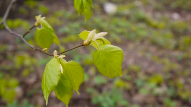 Зеленые, свежие листья липы липы Tilia природный фоновый лес весной. Статическая камера. 1080 Видео Full HD . — стоковое видео