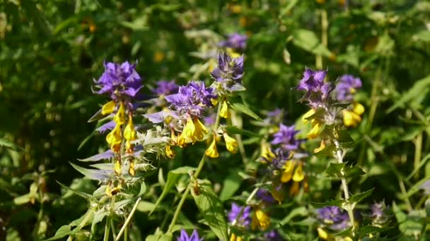 野生の花の木の牛。夏の草原のクローズ アップを Melampyrum nemorosum — ストック動画