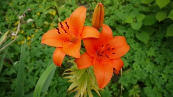 Апельсиновое растение Lilium bulbiferum подробности крупным планом HD кадры - Травяной тигр лилии цветок видео — стоковое видео