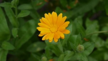 Calendula çiçek, tıbbi bitki. Calendula officinalis. Video görüntüleri.