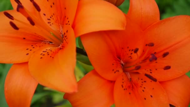 Laranja planta Lilium bulbiferum detalhes close-up HD filmagem - Herbáceo tigre lírio flor vídeo — Vídeo de Stock