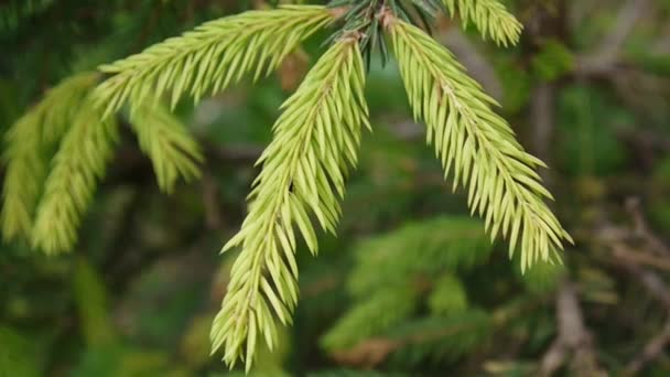 Jonge groene fir vertakking van de beslissingsstructuur verplaatsen in de lichte wind wind. Closeup. — Stockvideo