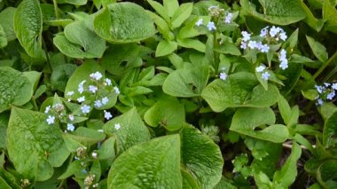 Unutma orman mavi çiçek. Hodangiller. Myos tis. Statik kamera çekim.