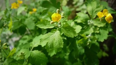 Chelidonium majus. Bahar bulanık arka plan üzerinde daha fazla kırlangıçotu Kabarık sarı çiçek. Video görüntüleri Hd statik kamera.