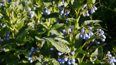 Tıbbi bitki ortak karakafes. Symphytum officinale vahşi çayır çiçek. Statik kamera görüntüleri çekim.