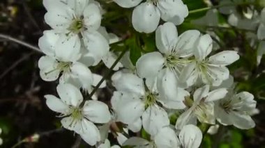 Rüzgarla çiçeklenme kadar çiçeği ağacı gökyüzü vişne dalı yakın