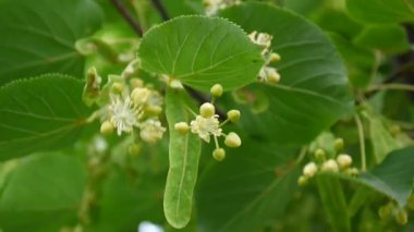 Ihlamur yaprakları ve çiçekleri esen rüzgar ile kapatın. Tilia.
