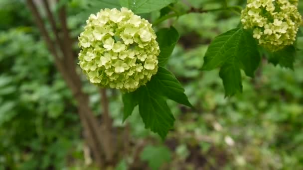 Árbol de nieve floreciente en el viento. Video de la cámara estática. Viburnum opulus — Vídeos de Stock