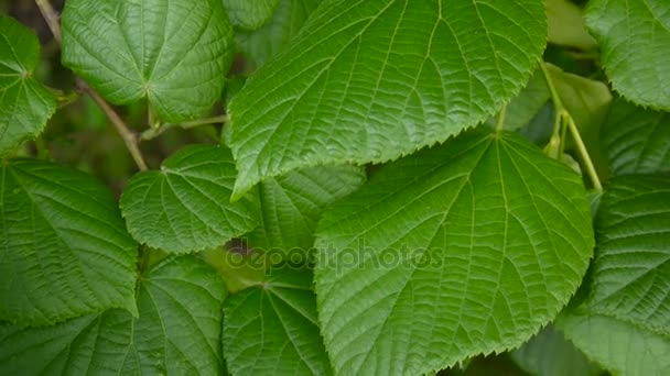 Green, fresh leaves Lime tree linden Tilia in summer. Shooting of static camera. 1080 Full HD video footage. — Stock Video