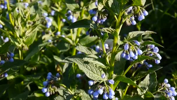 Medical herb Common Comfrey. Symphytum officinale flower on wild meadow. Footage shooting of static camera. — Stock Video