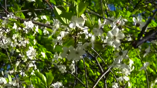 Albero di fiori cielo ramo ciliegio fioritura sul vento — Video Stock