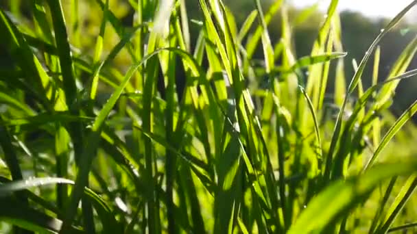 Grama verde imagens macro sol brilha através das folhas belo fundo da primavera. Câmera estática de fechamento de vídeo . — Vídeo de Stock