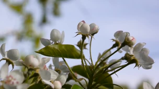 Bela árvore de maçã florescente na primavera do vento no jardim. Câmera estática. Céu azul fundo . — Vídeo de Stock