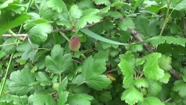 Свіжий зелений кущ агрусу в фруктовому саду . — стокове відео