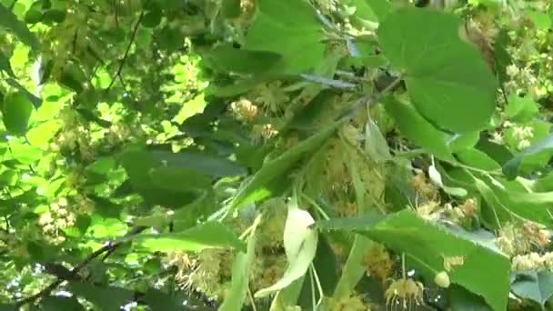 Linden listy a květy se vítr vanoucí zblízka. Lípa. — Stock video