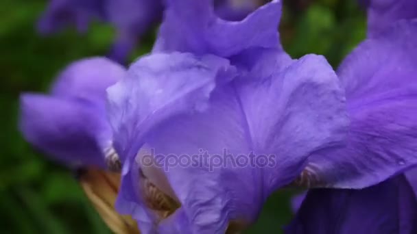 Blauwe irissen close-up bewegen op de wind. Videobeelden statische Hd camera. — Stockvideo