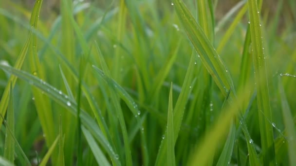 Grama verde com gotas macro bela primavera de fundo no vento. Imagens de vídeo HD shootig câmera estática . — Vídeo de Stock