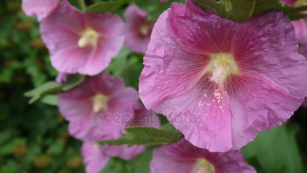 Цветущие Hollyhocks Alcea летом — стоковое видео