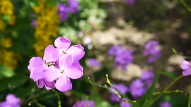 Hesperis matronalis kadınlar roket. Mor çiçek yakın çekim