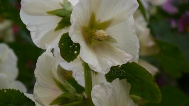 Yaz aylarında çiçek açan Hollyhocks Alcea. HD video statik kamera.