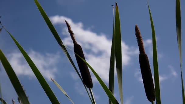 Typha latifolia, Common Bulrush, Broadleaf Cattail HD video metraje en el fondo del cielo azul — Vídeo de stock